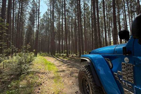 Towering Pines Trail
