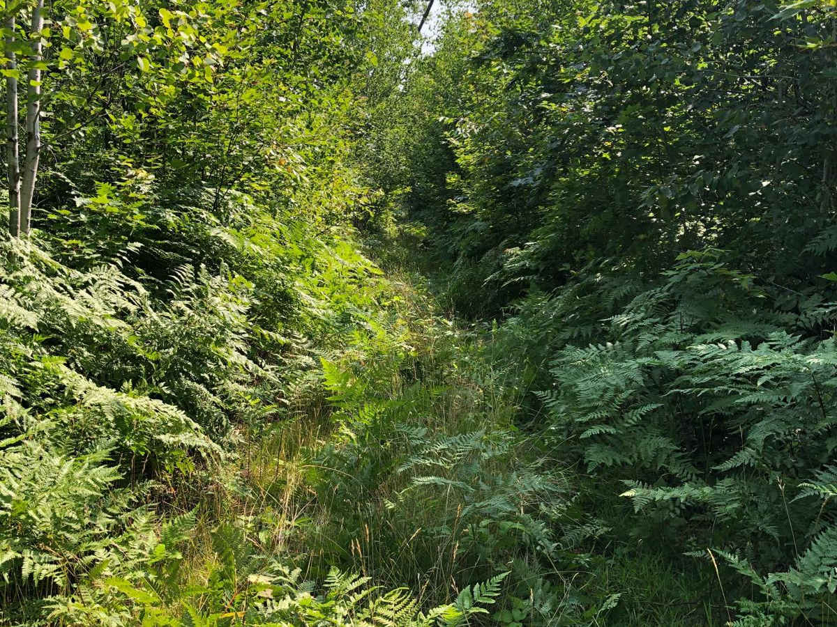 What Trail? photo 5
