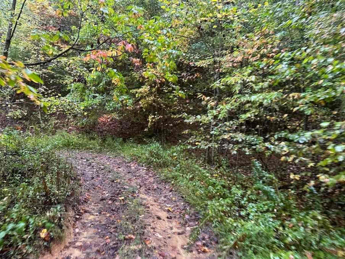 6 Green trail photo