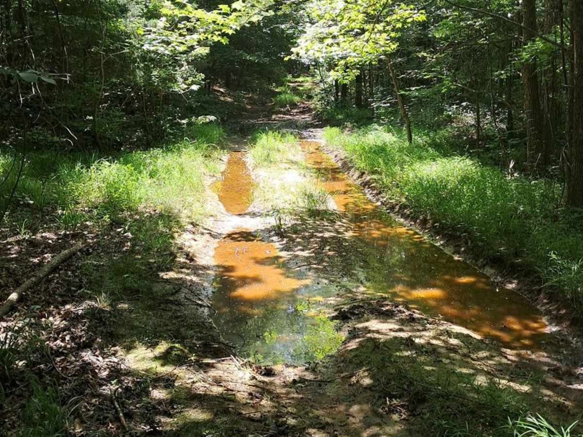 FS 402 trail photo
