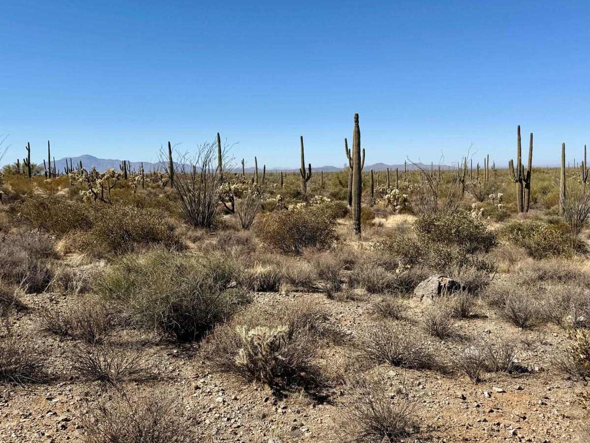 Quail Run trail photo