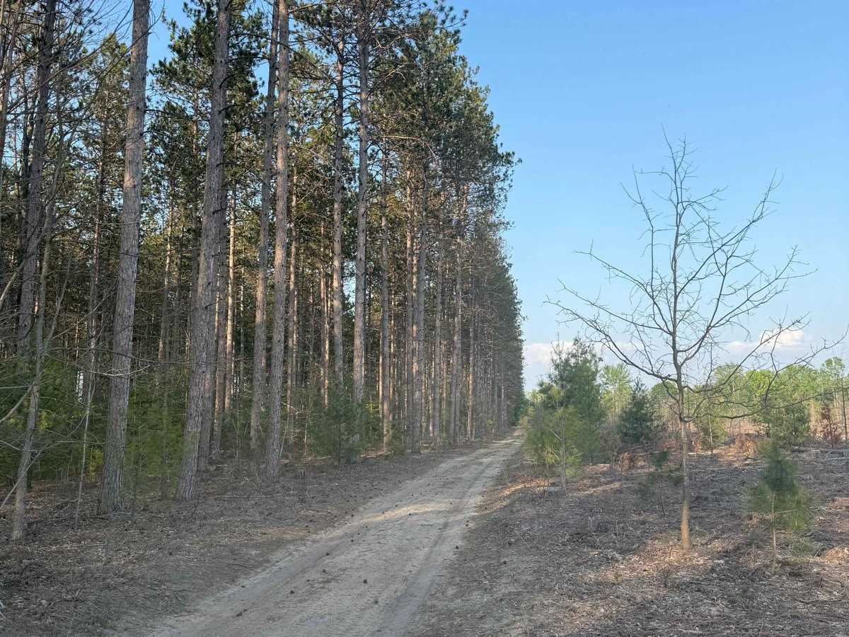 Ridge Runner Trail trail photo