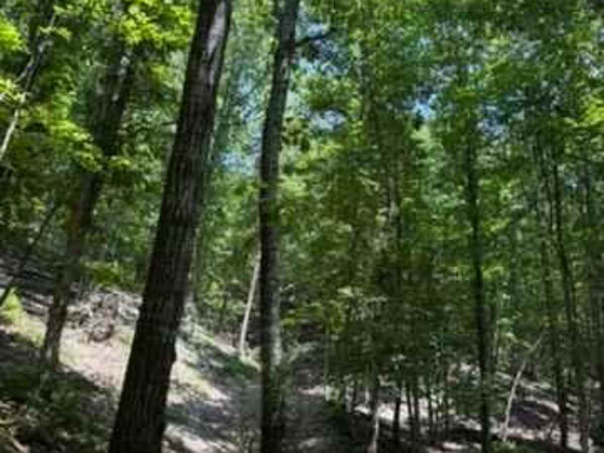Caitlyn's Trail photo 2