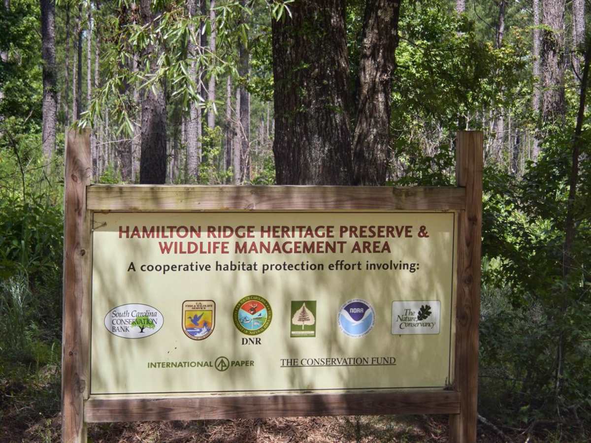 Hamilton Ridge Line Connector trail photo