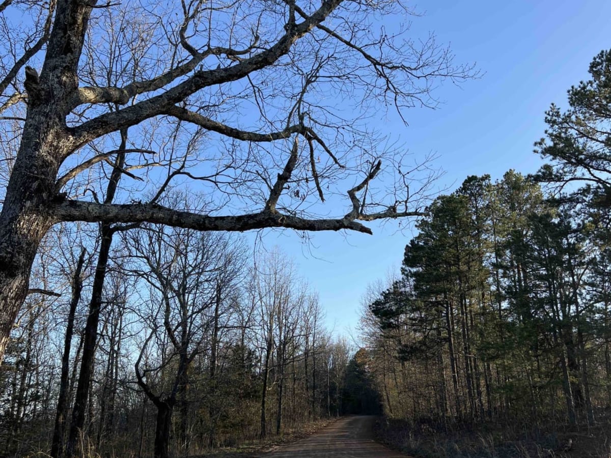 Big Bee Ridge trail photo