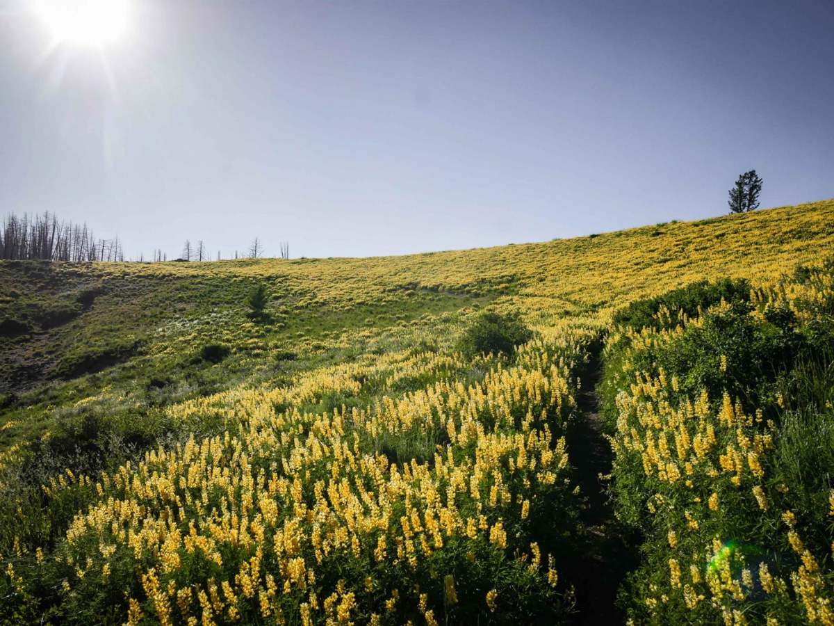 Lick Gulch trail photo