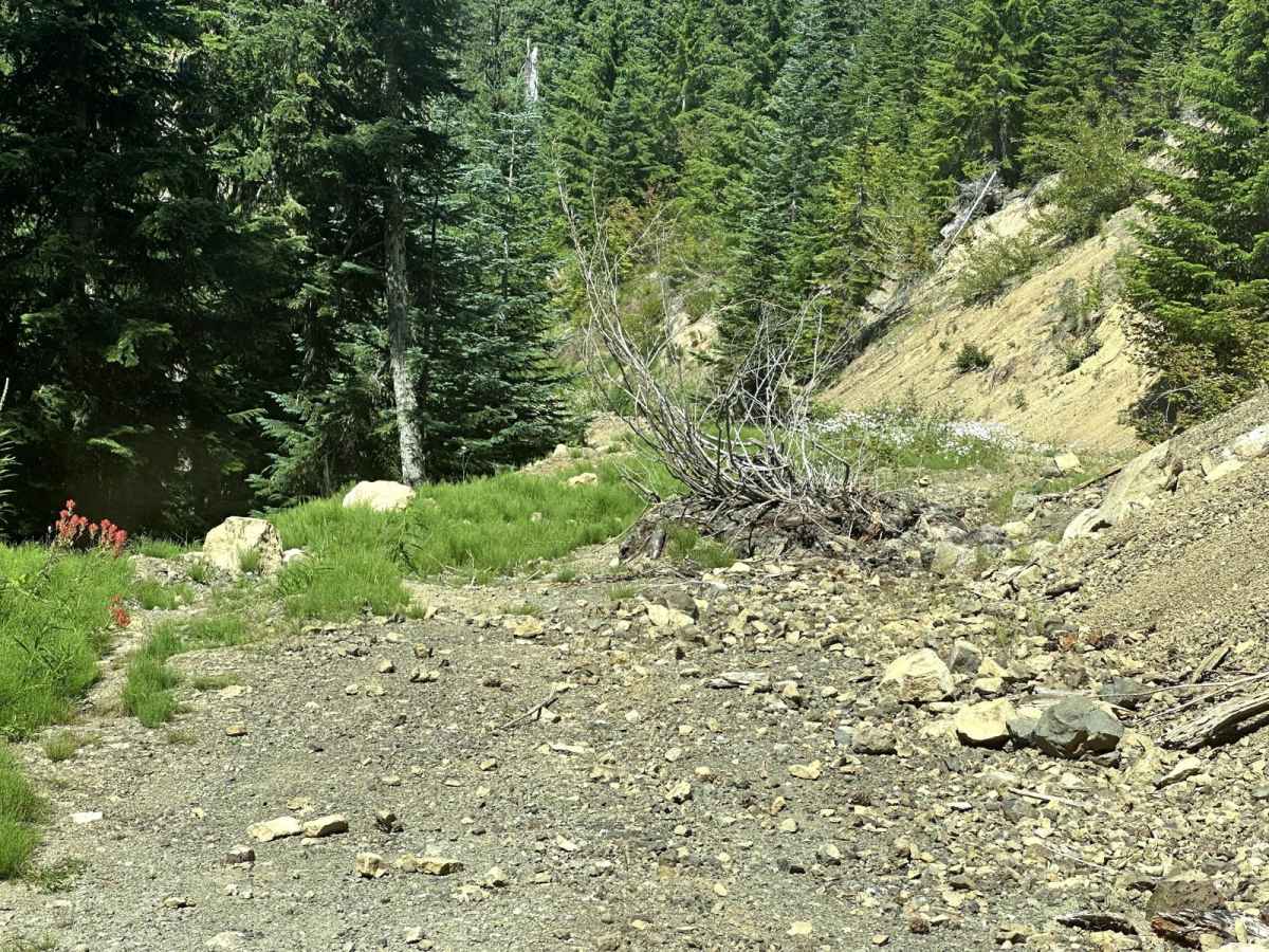 Hood Berry Trail photo 3