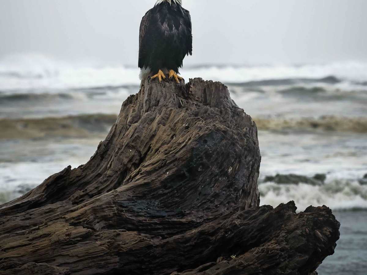 Ocean Shores Beach Highway trail photo