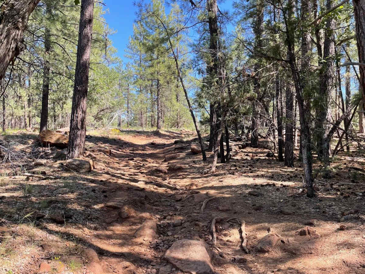 FS 6352A trail photo