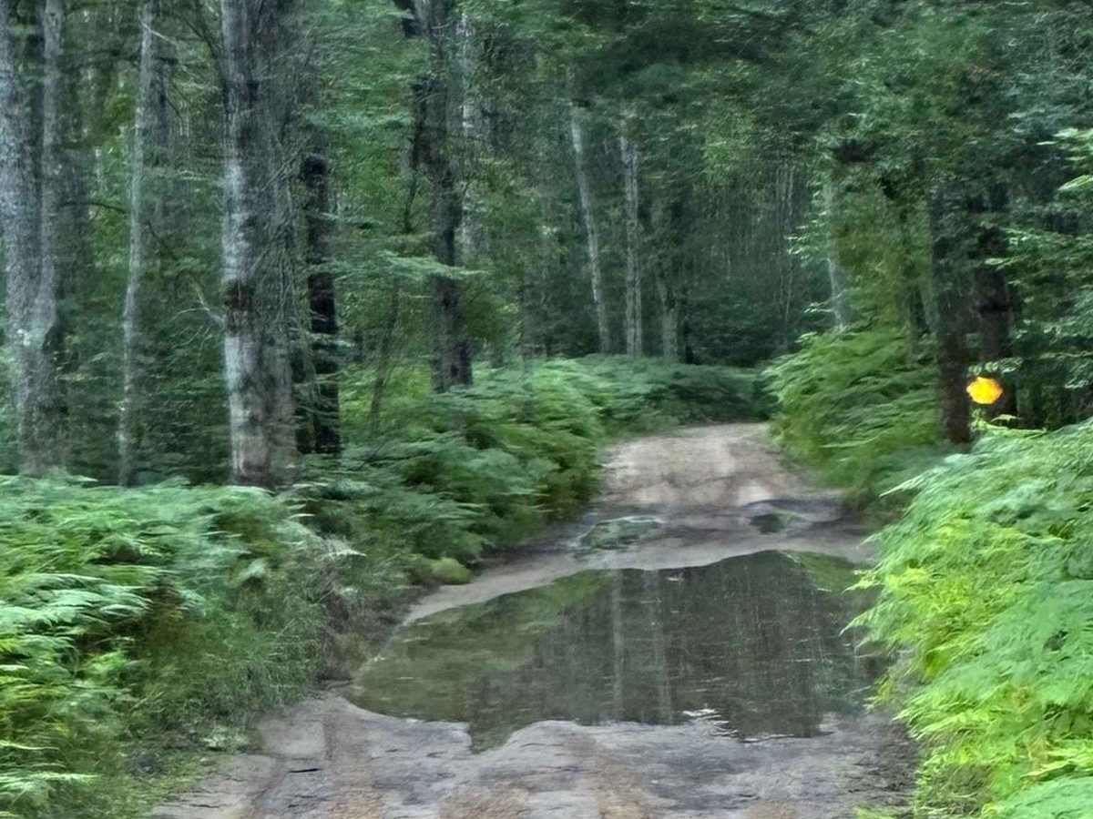 Steam Hauler trail photo