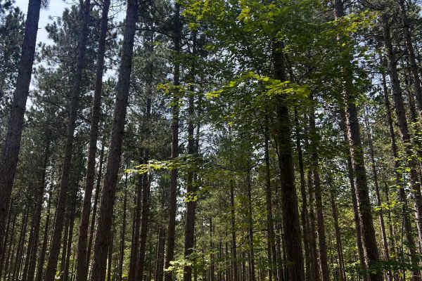 Filer Creek Trail