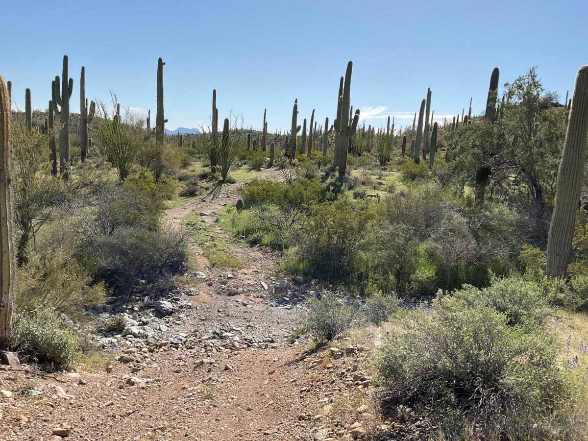 Javelina Mountain Trail photo 4