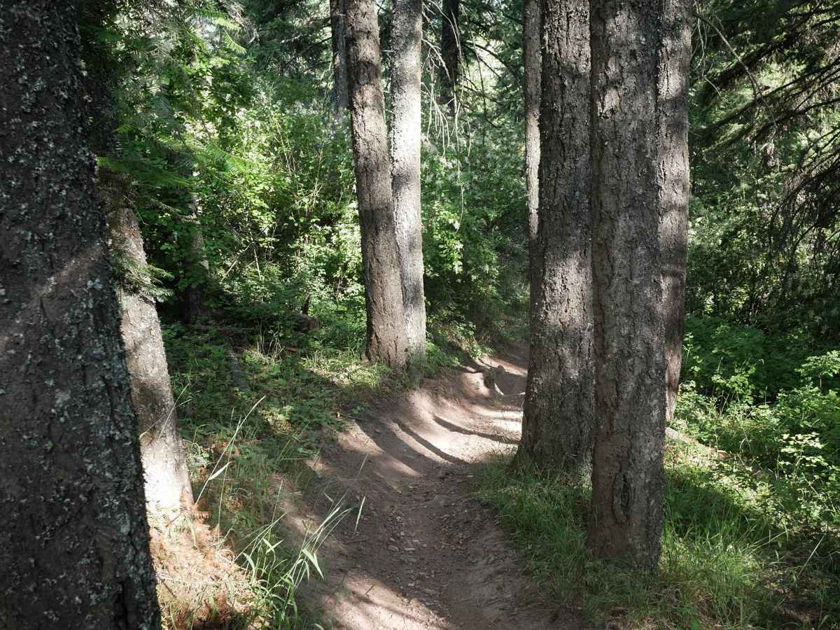 Canfield Mountain- Trail 9 photo 2