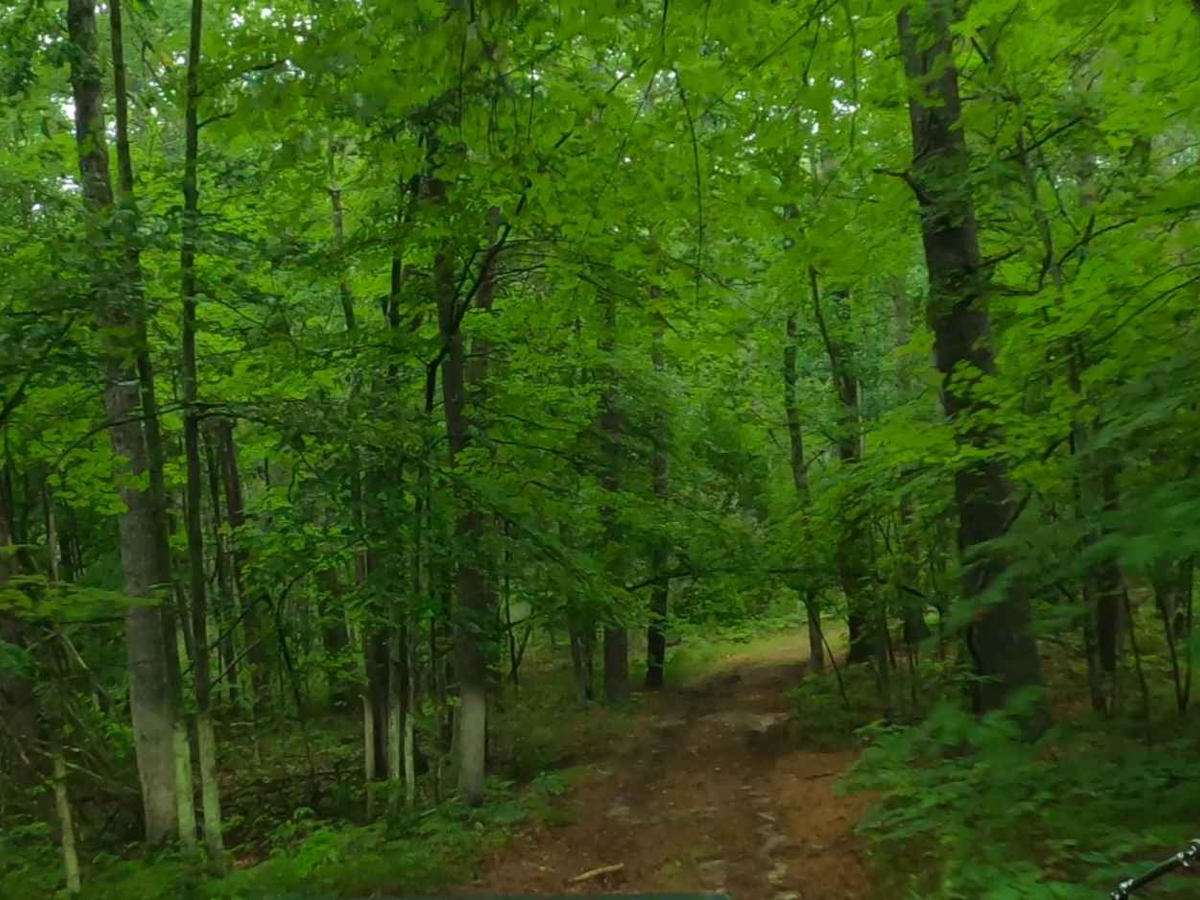 Forest Route 9192 photo 4