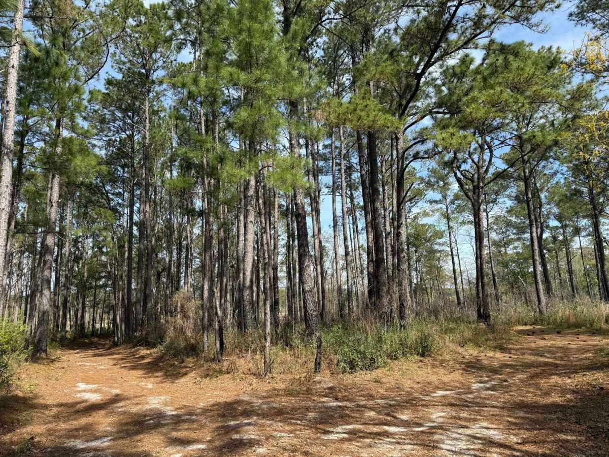 Pettiford Creek Trail 11 photo 6