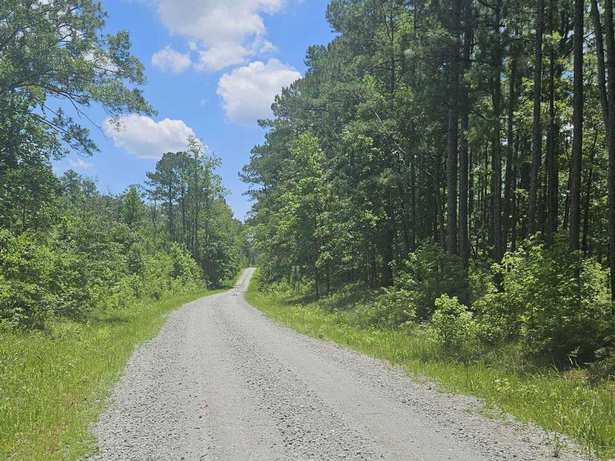 Southwest Croatan National Forest Loop photo 4