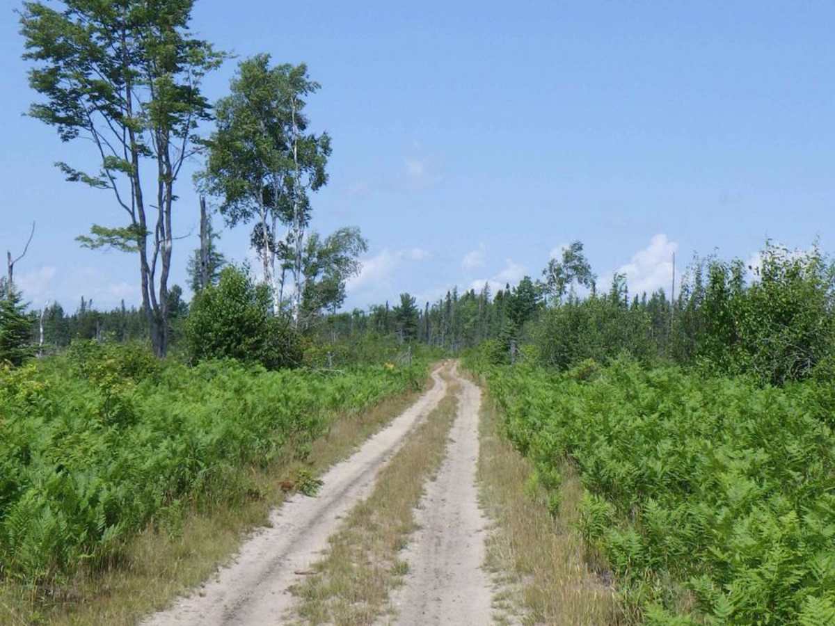 Brevort-Trout Lake Motorcycle Trail West photo 6
