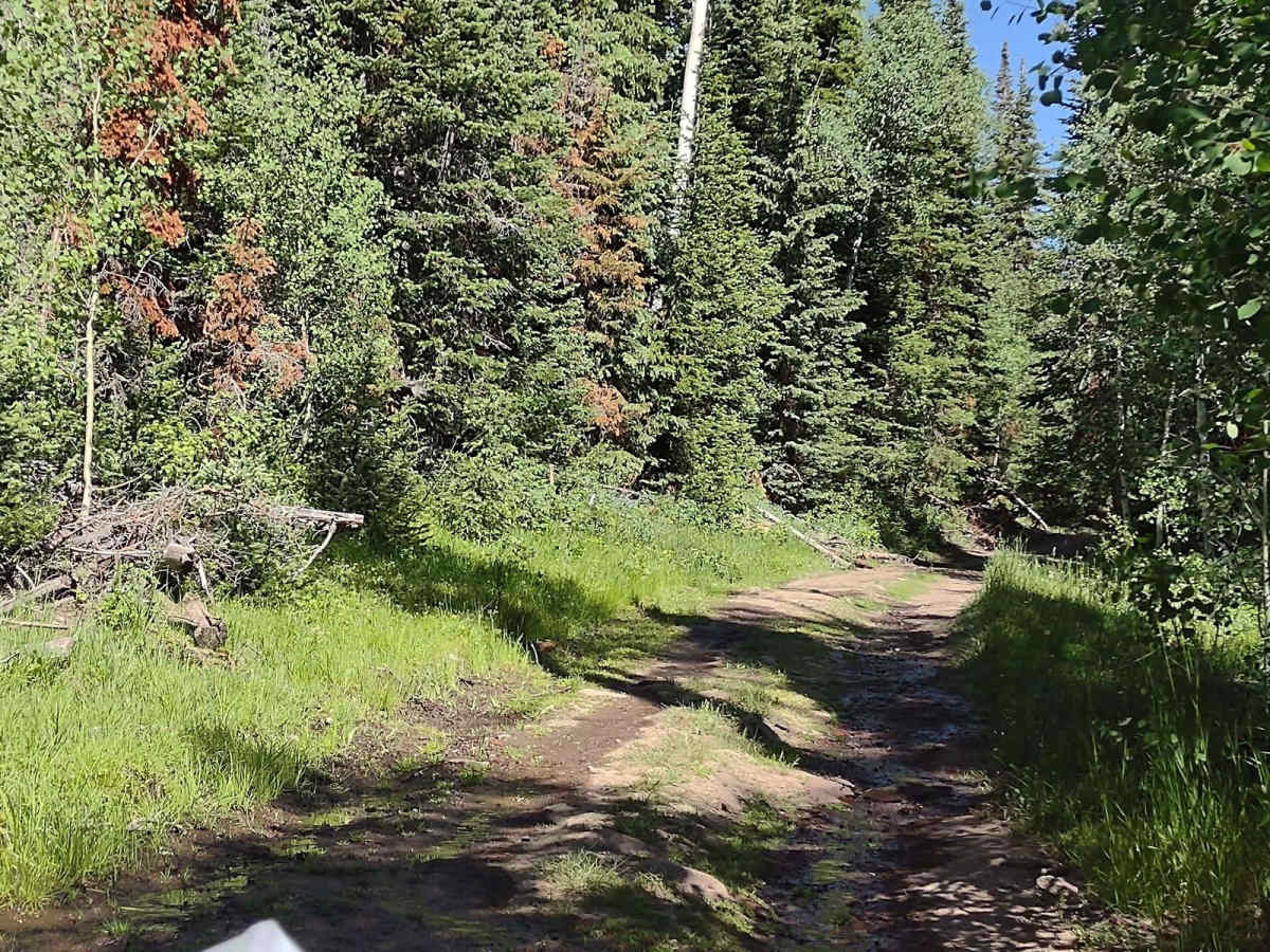 South Fork Greenwich Creek photo 4