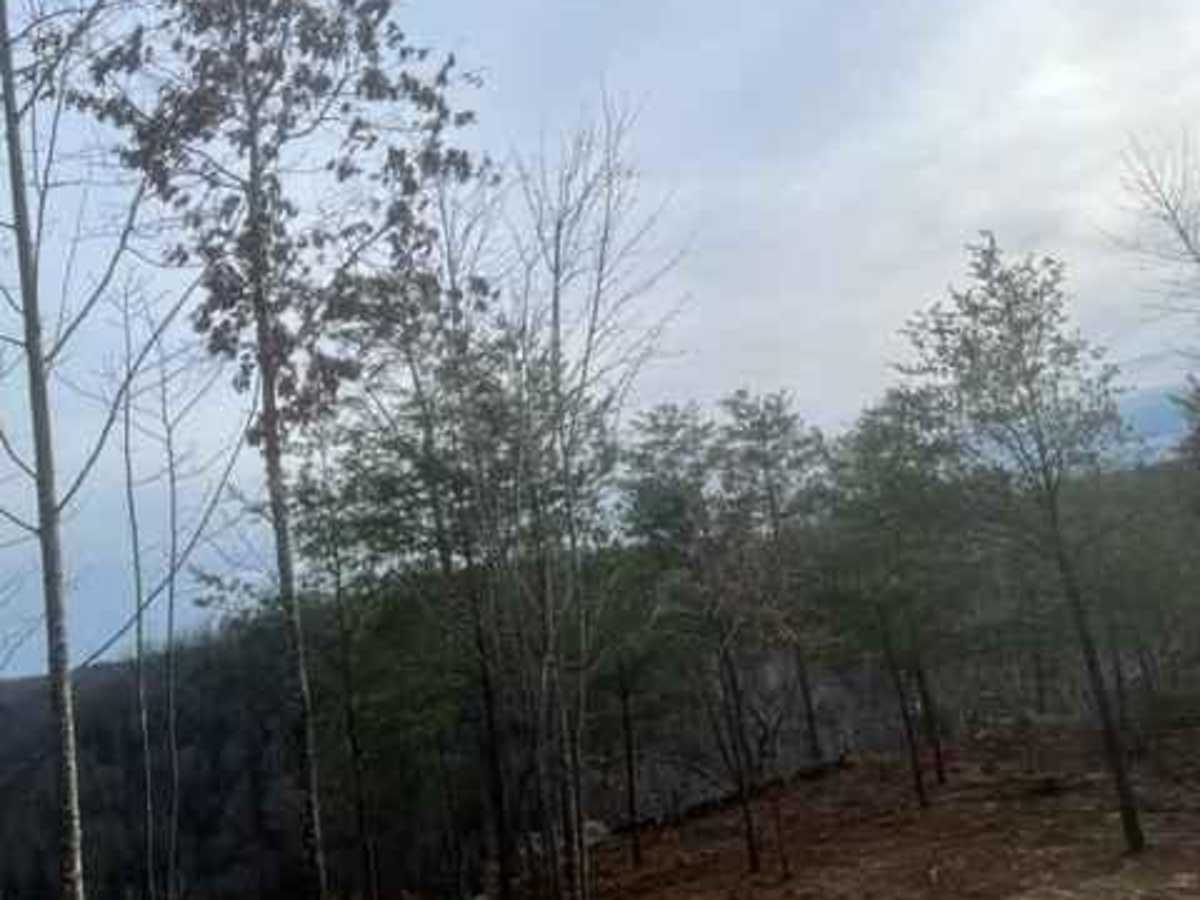 Coalmont OHV Trail 17 Blue photo 5