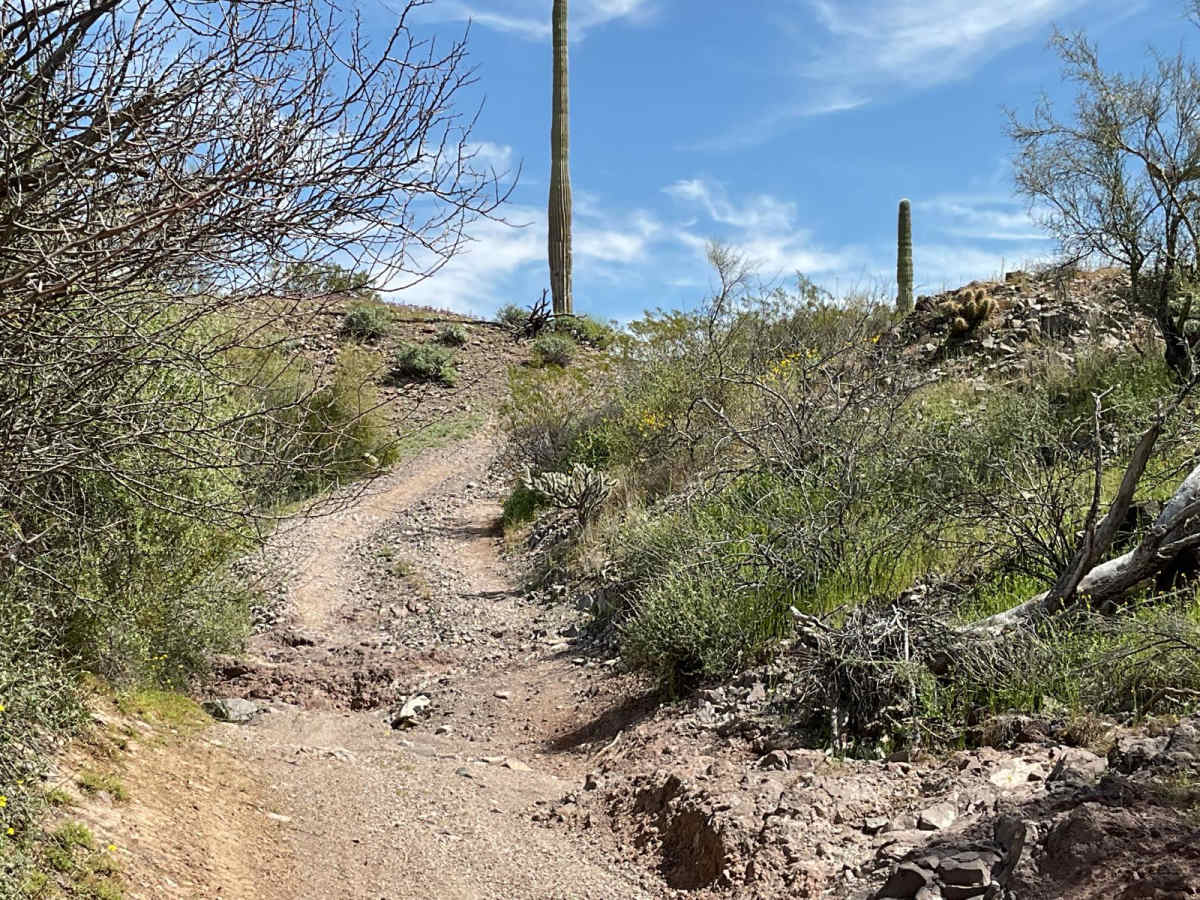 Javelina Mountain Trail photo 2