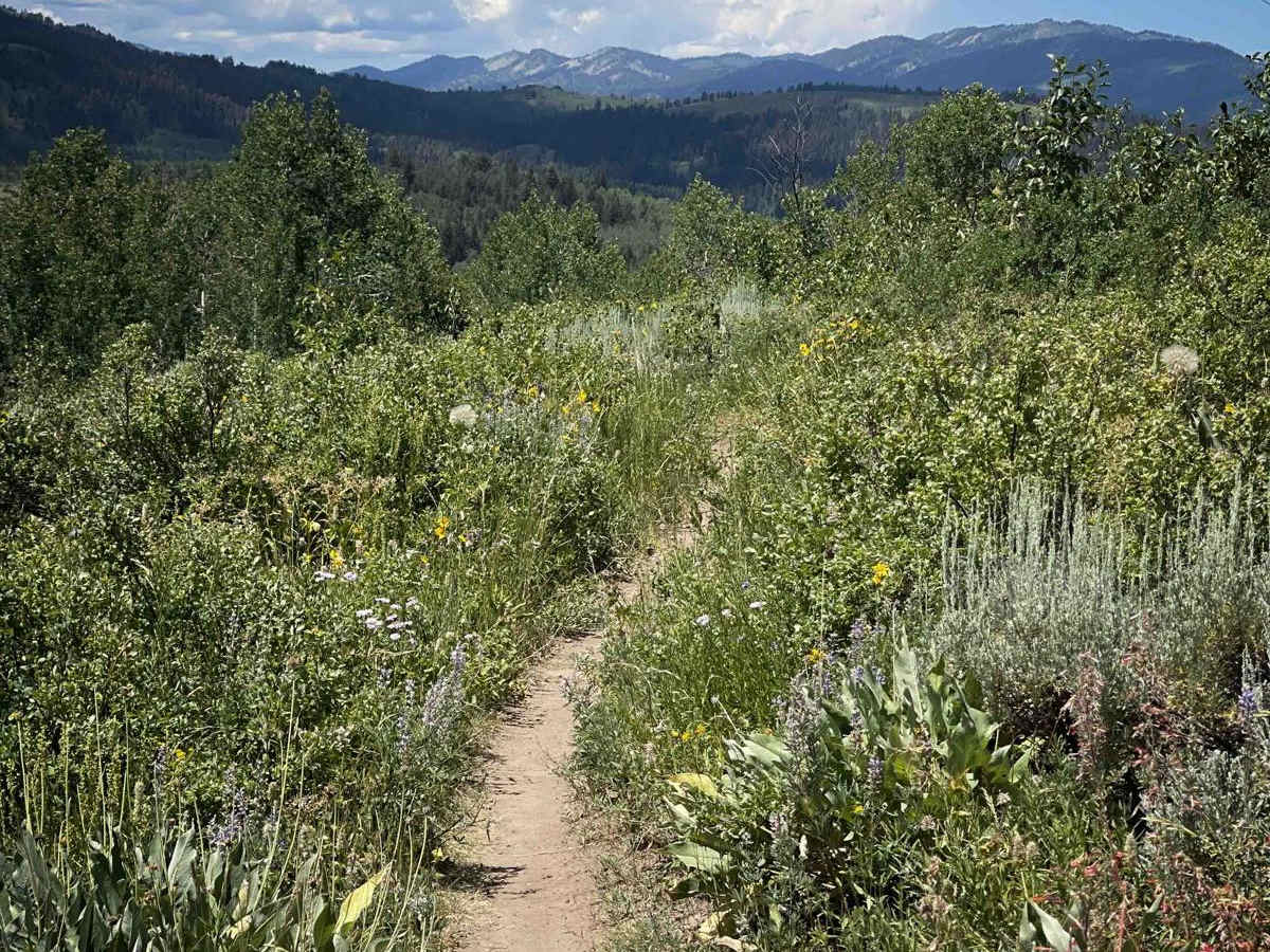 Tusky Ridge trail photo