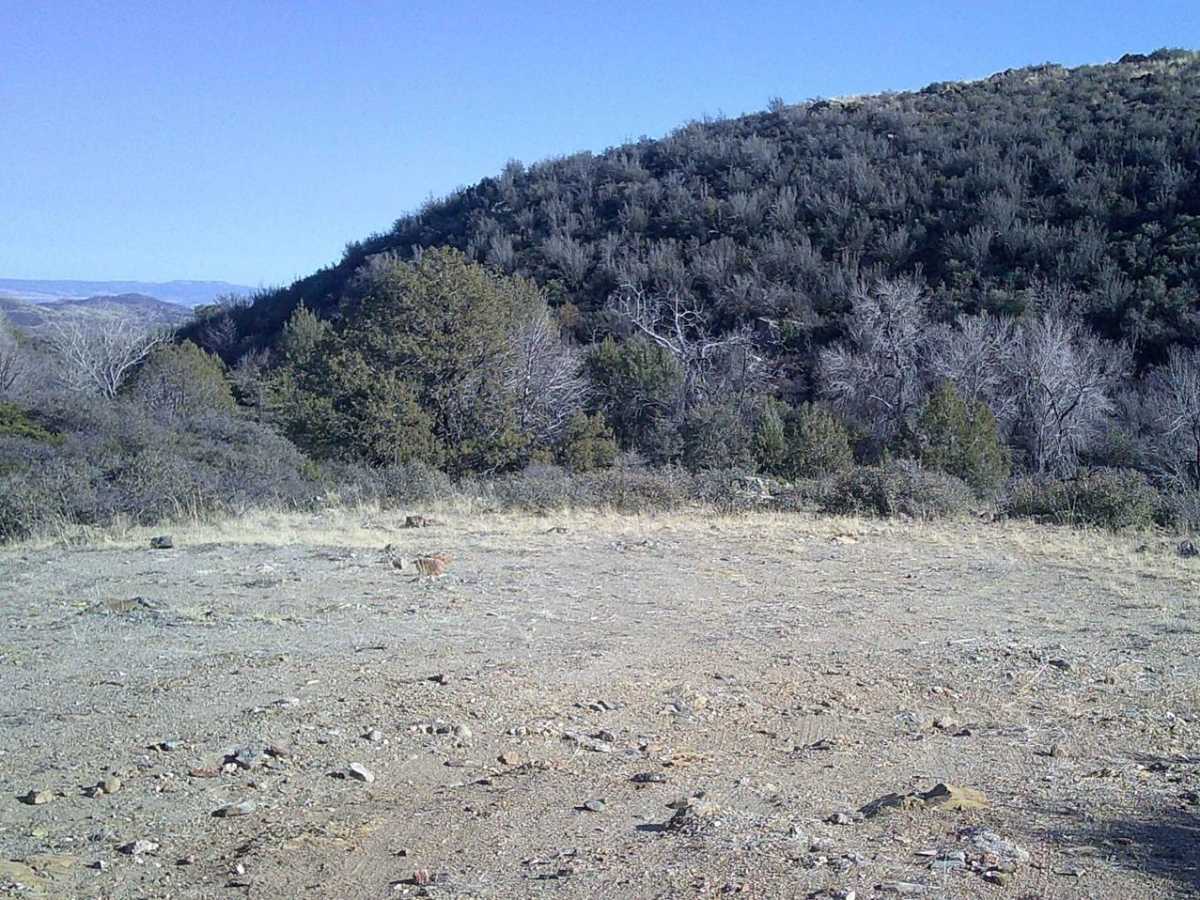 Grapevine photo 6