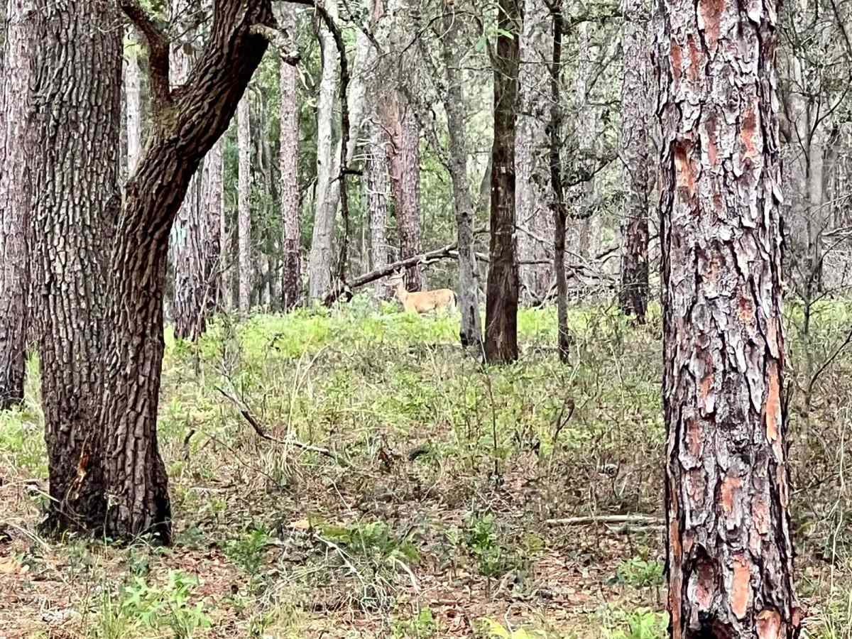 Crooms Wildlife Management | Trail 7 photo 2
