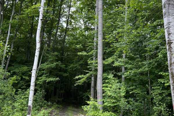 Avery Lake Sidetrack