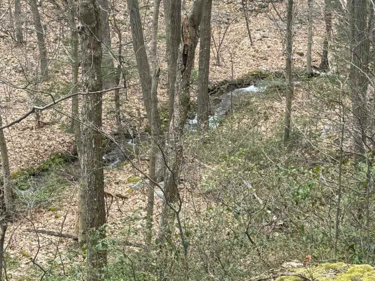 Bald Eagle Pike photo 4
