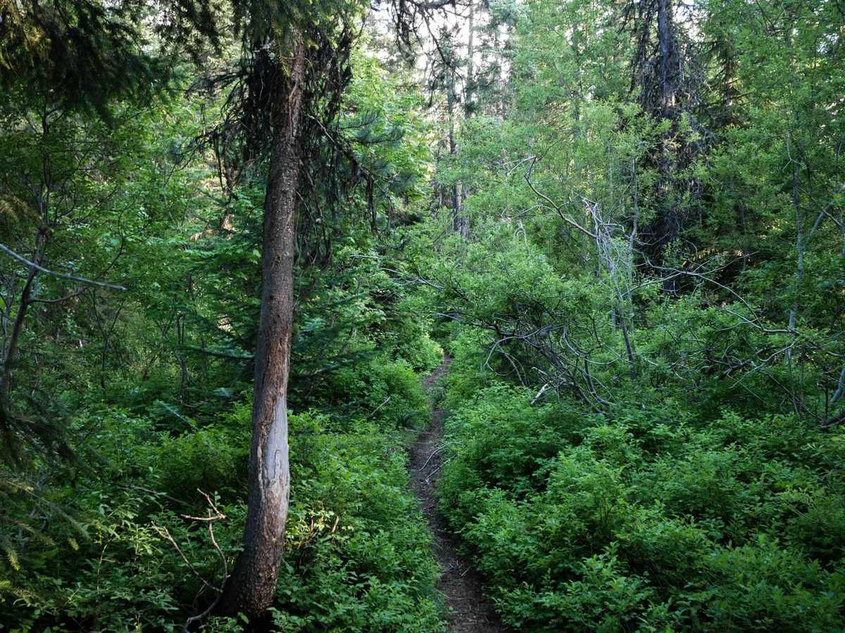 Elsie Peak photo 6