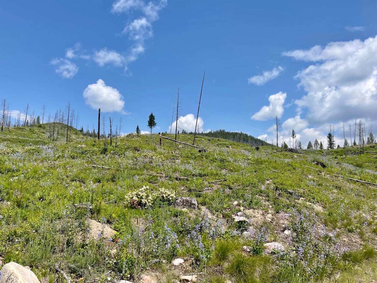 Auggie Cutoff Trail trail photo
