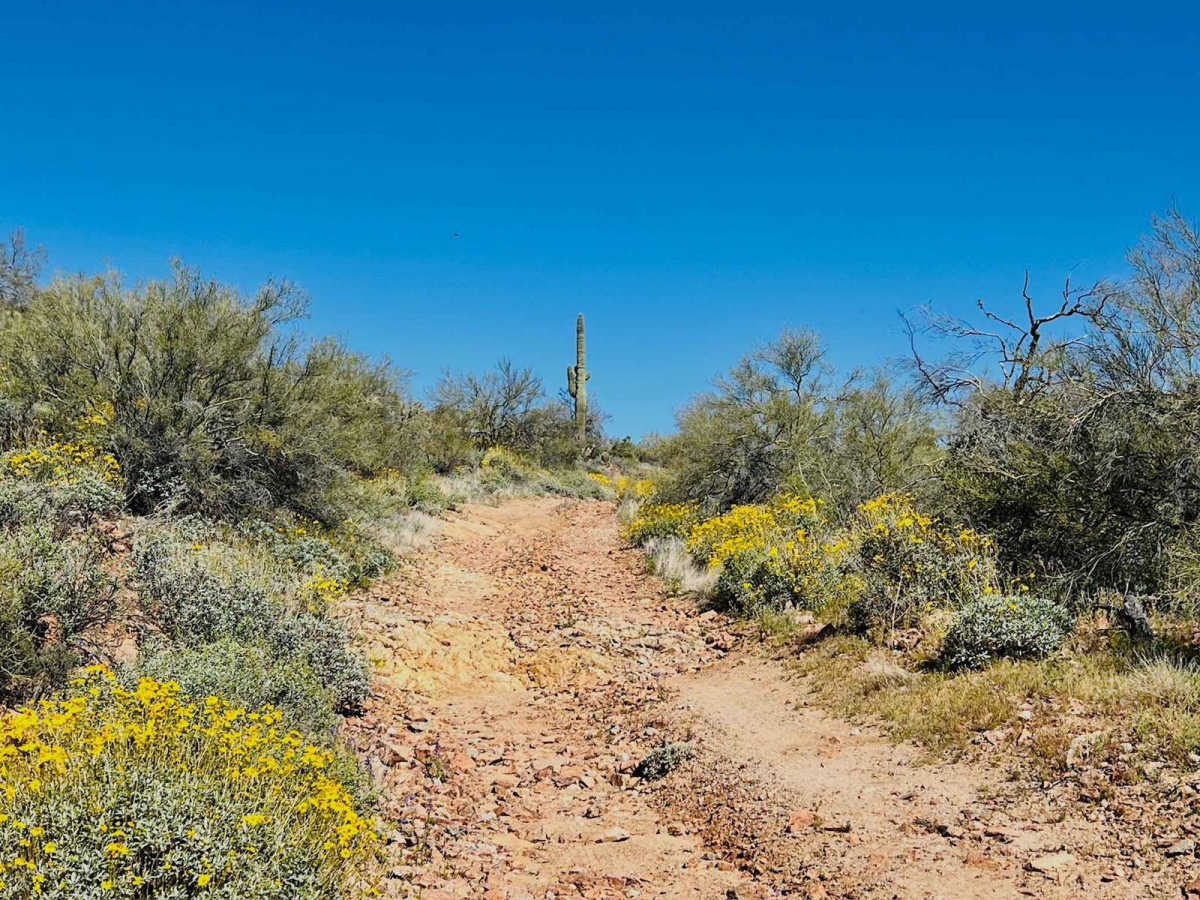 Jimmie Wash Access Trail photo 5