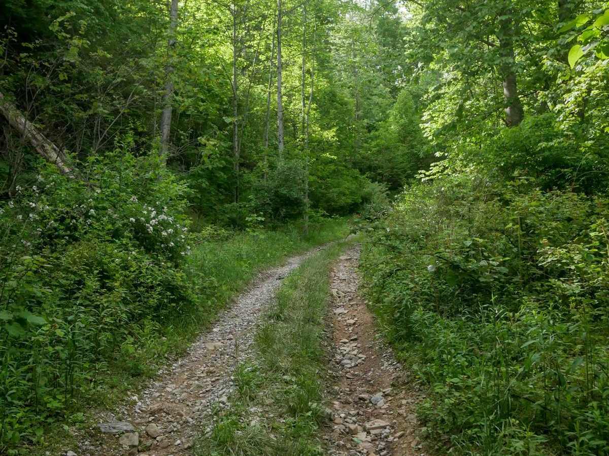 MV21 trail photo