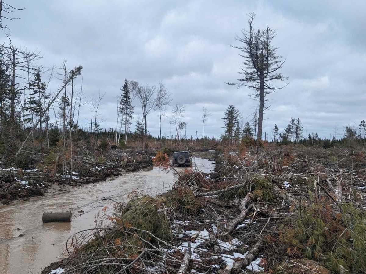 Douglas Clearcut trail photo