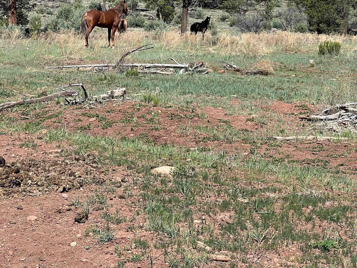 General Crook Trail photo 2