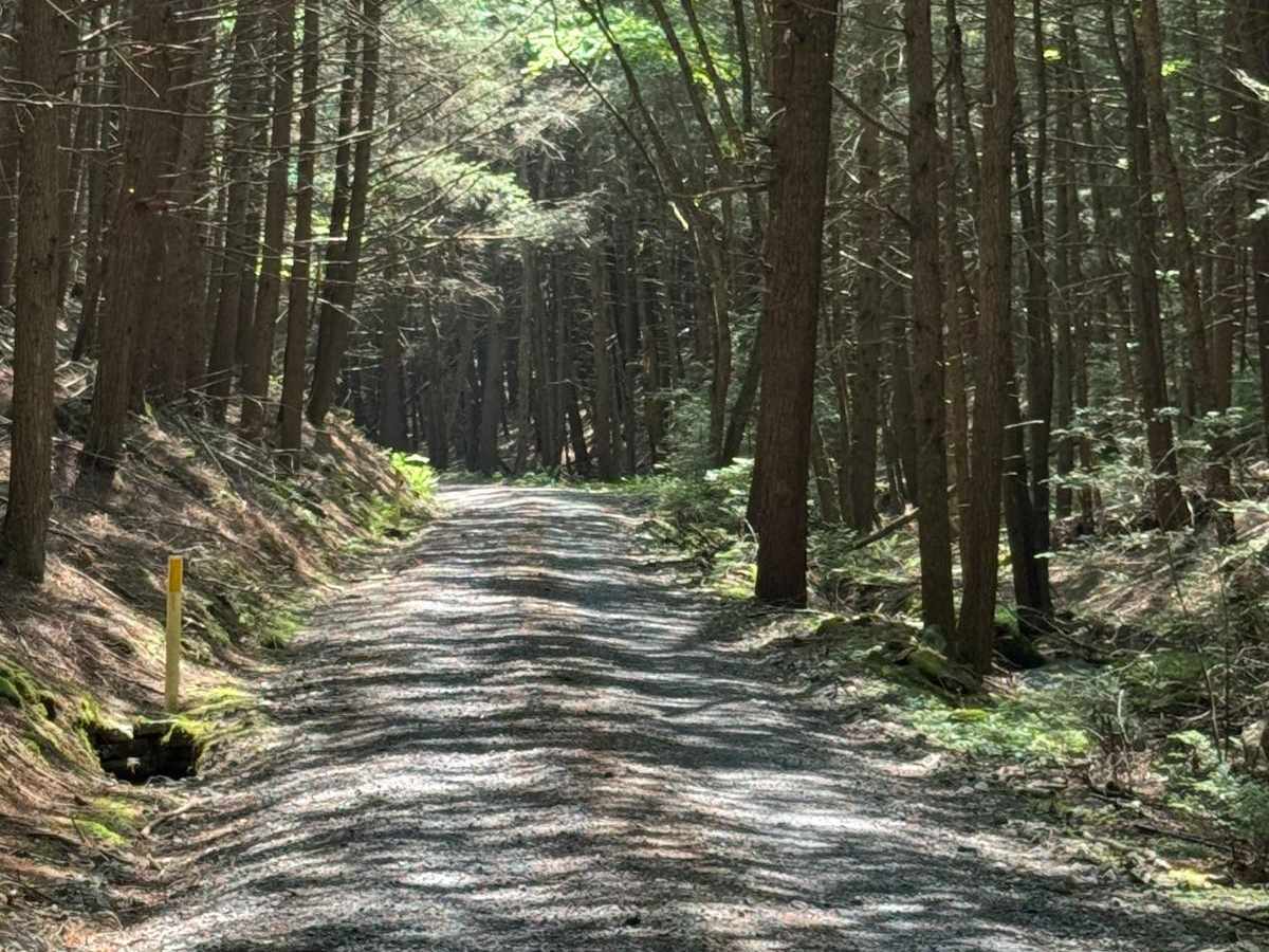 Right Branch Hyner Run Road photo 4