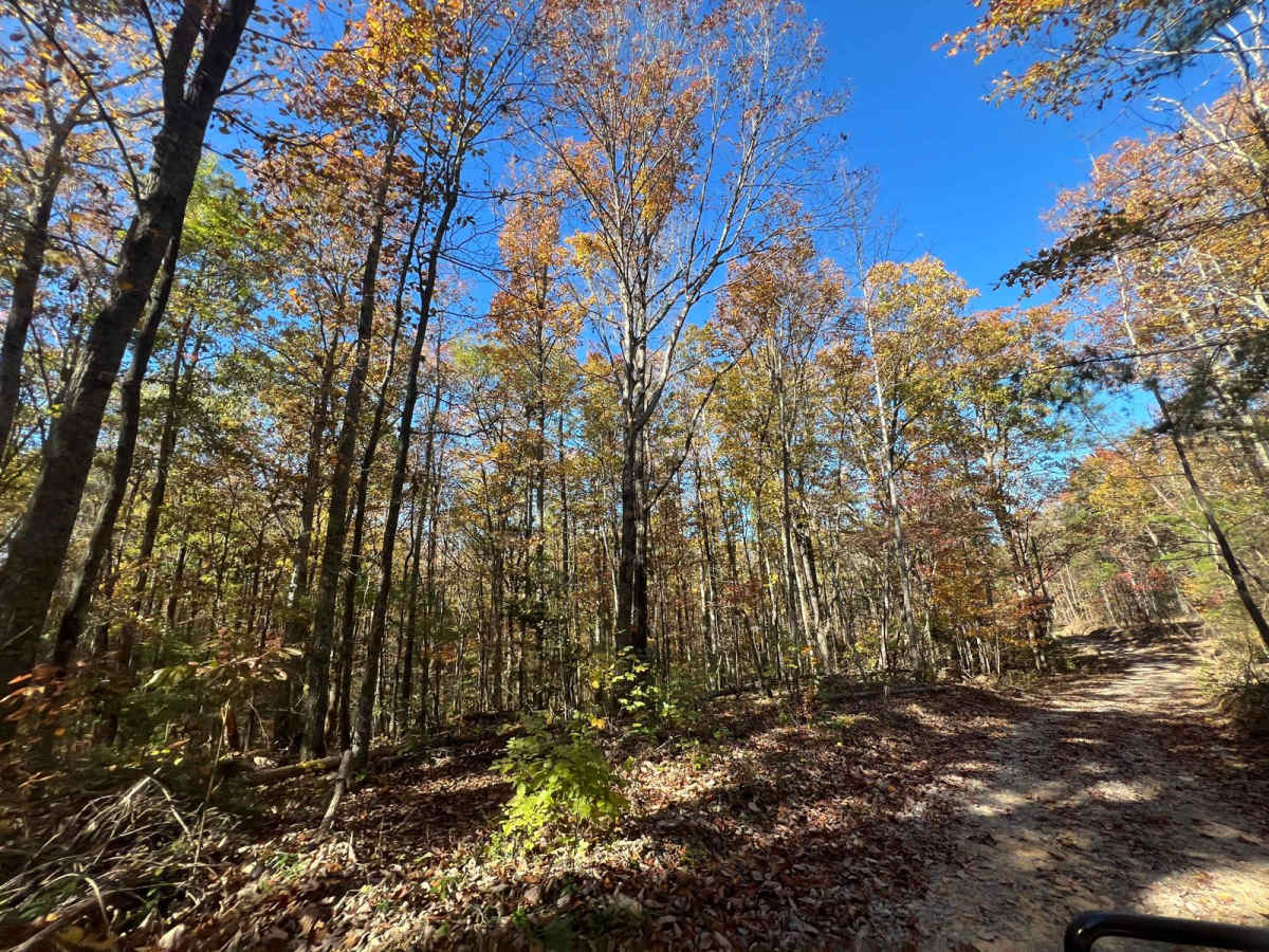 Clifty Fork Road - FS124 trail photo