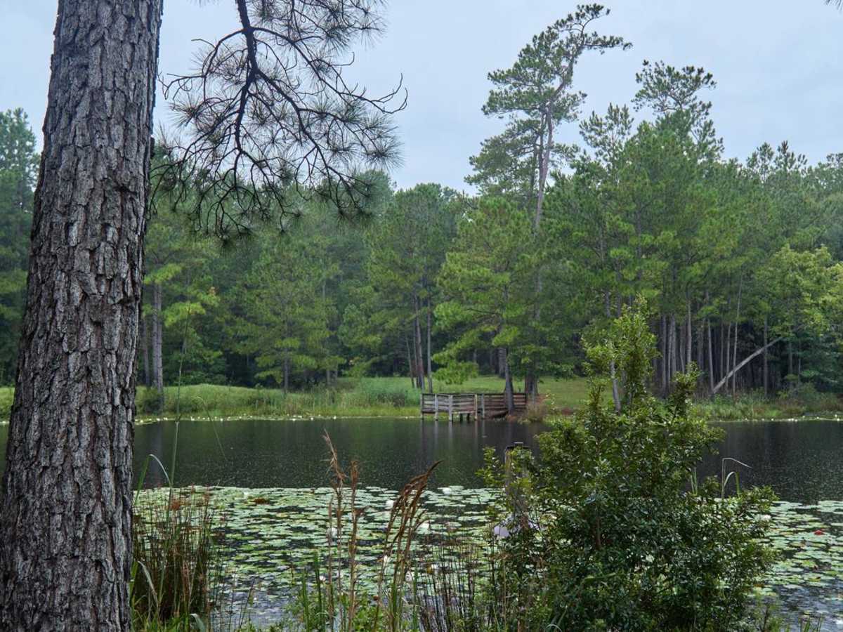 Bonneau Ferry WMA - Pond Recreation Area photo 2