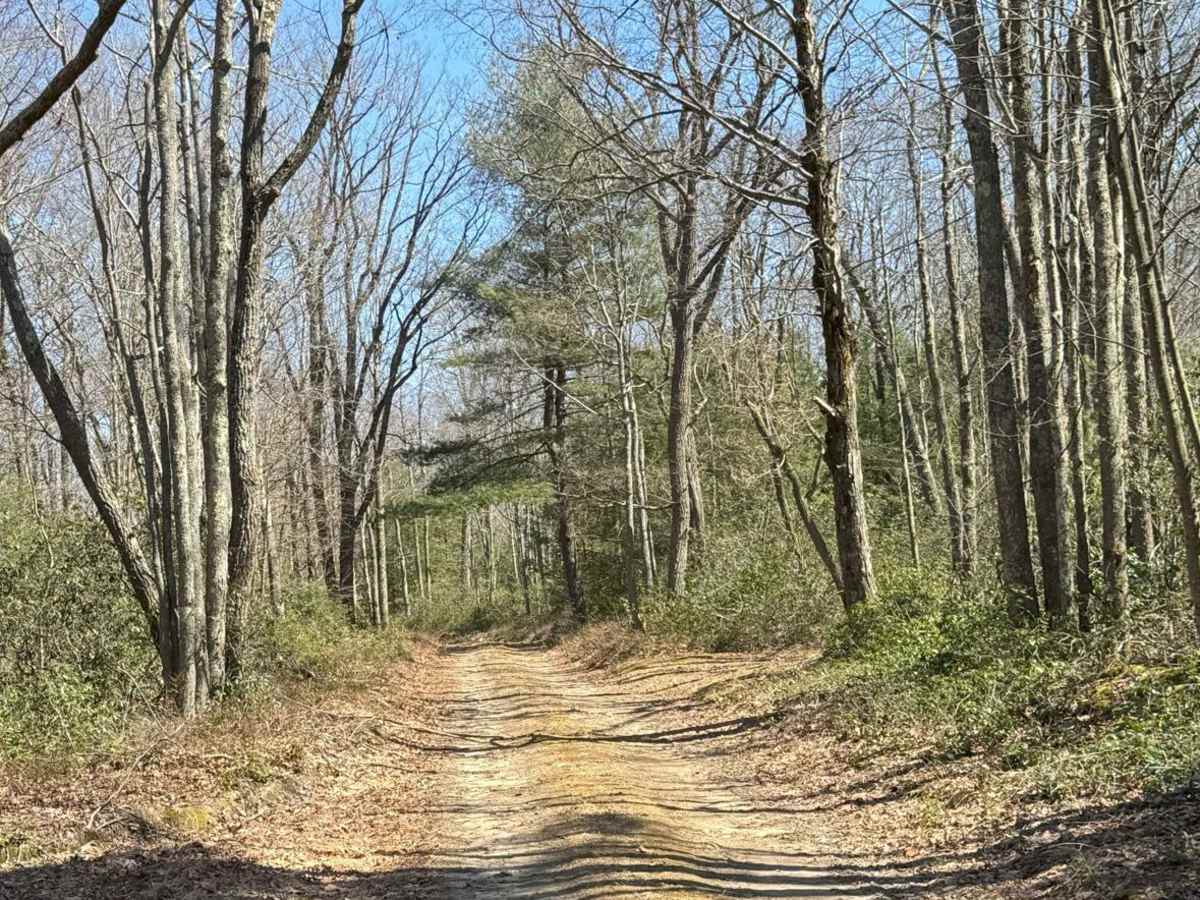 Boggs Ridge Road photo 6