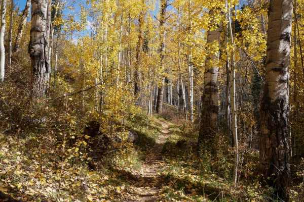 Jones Creek