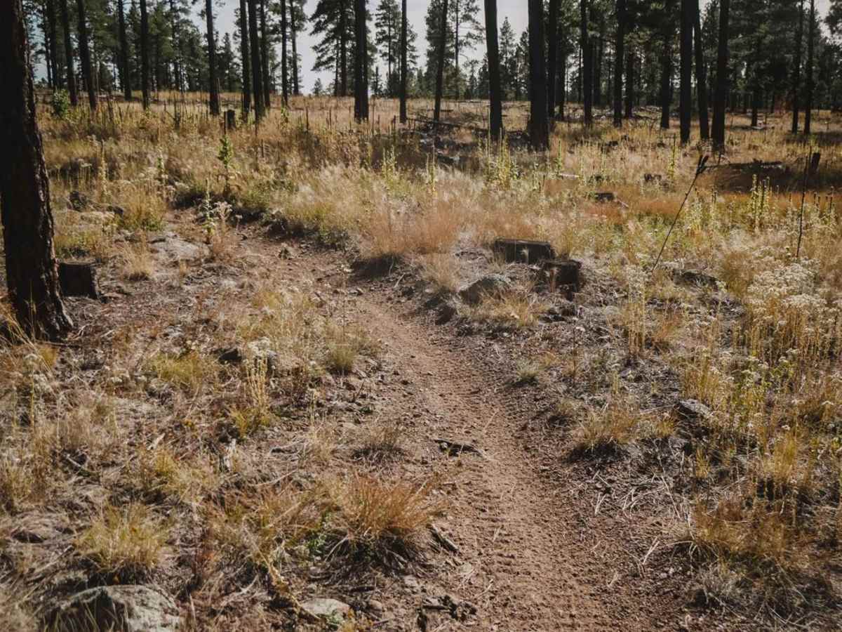 Damper trail photo