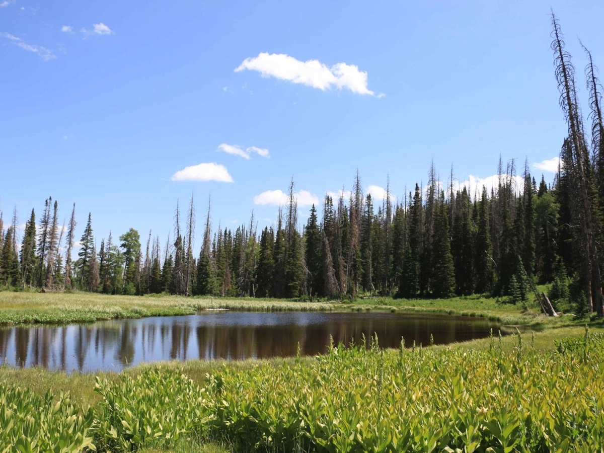 Bear Hollow - FS 70440 trail photo