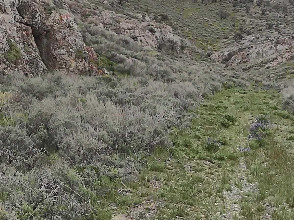 Hammond Canyon Spur photo 5