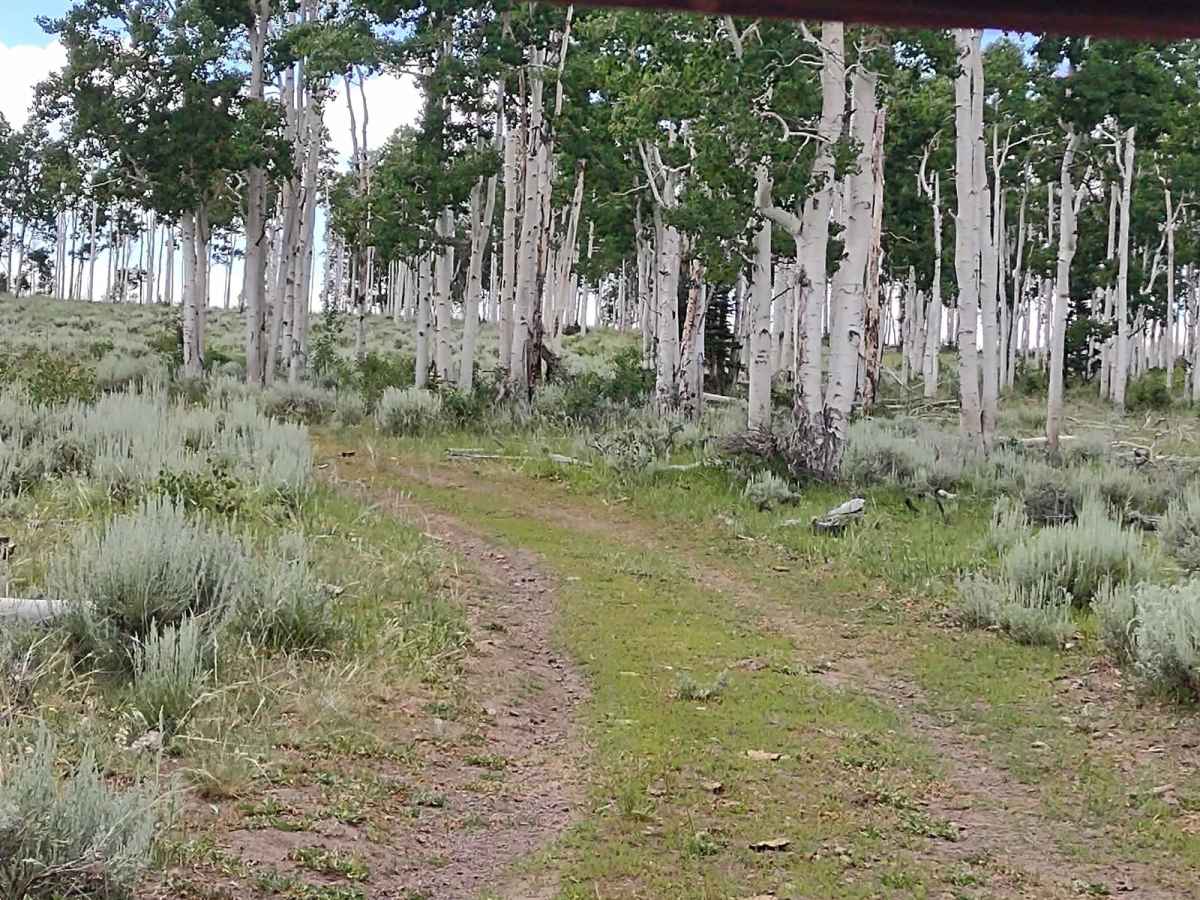 Papa Bear Spur Loop (FS 42453, 42449, 42450) photo 4