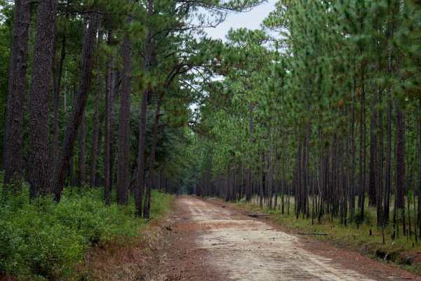 Bonneau Ferry WMA - Bottomland Hardwood Spur