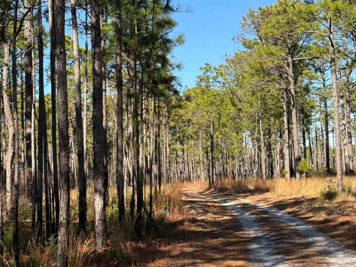 Pettiford Creek Trail 1 photo 4