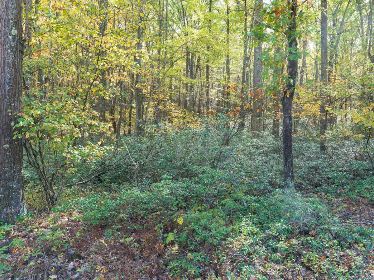 Pine Swamp Road photo 6