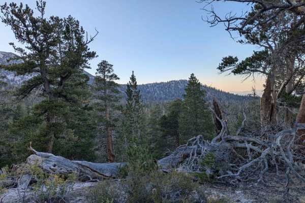 Sawmill Meadows Side Trail