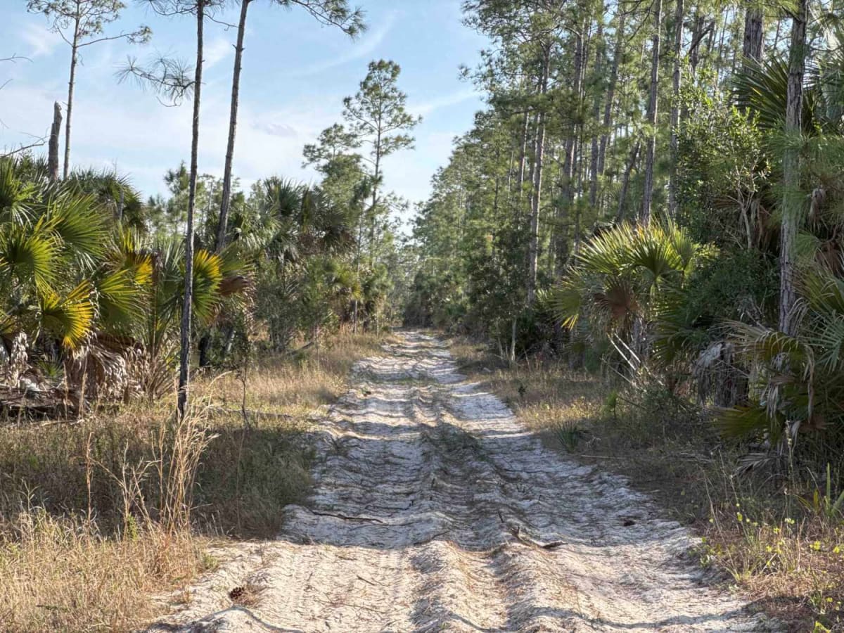 Kirkland Hammock Trail trail photo