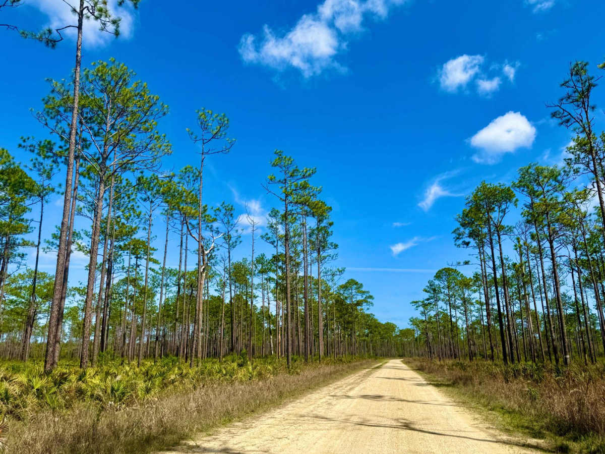 Forest Highway 13 East trail photo